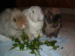 fosterbunnies