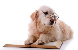 Smart Dog